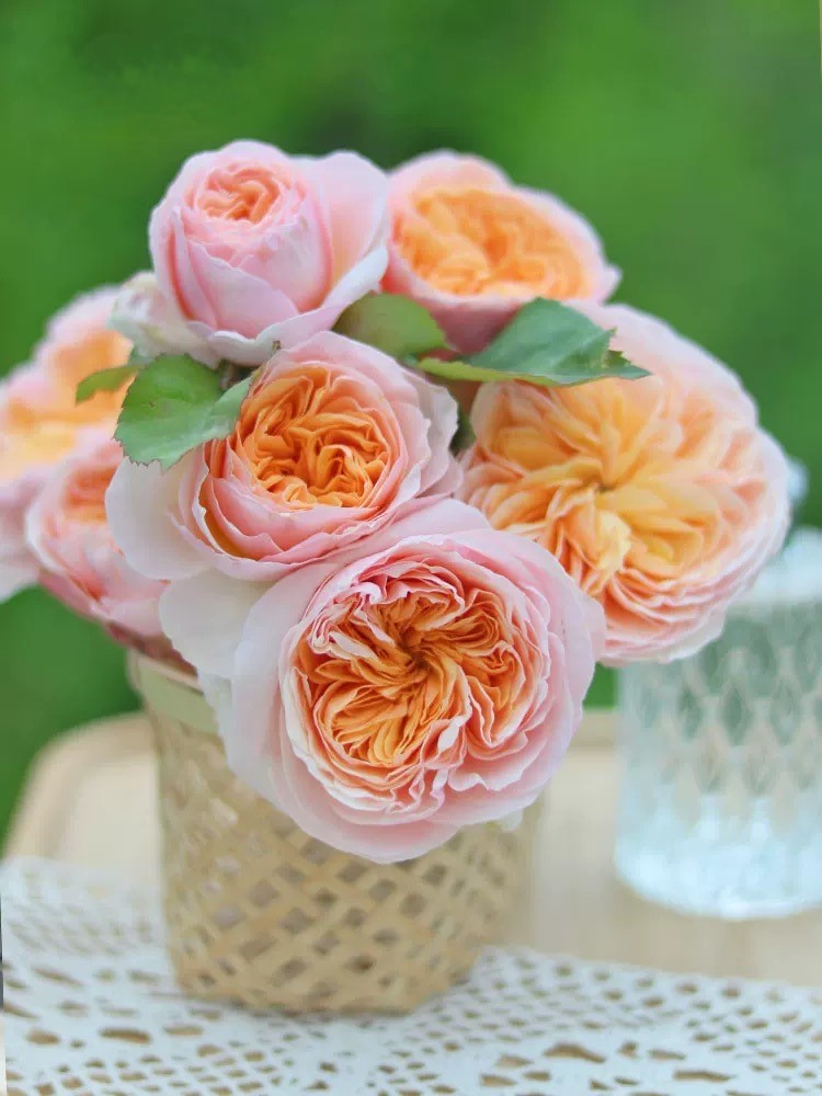 Ausjameson - English Shrub Rose Brush Wedding Cut Roses Live Plant, 3-5 gallon