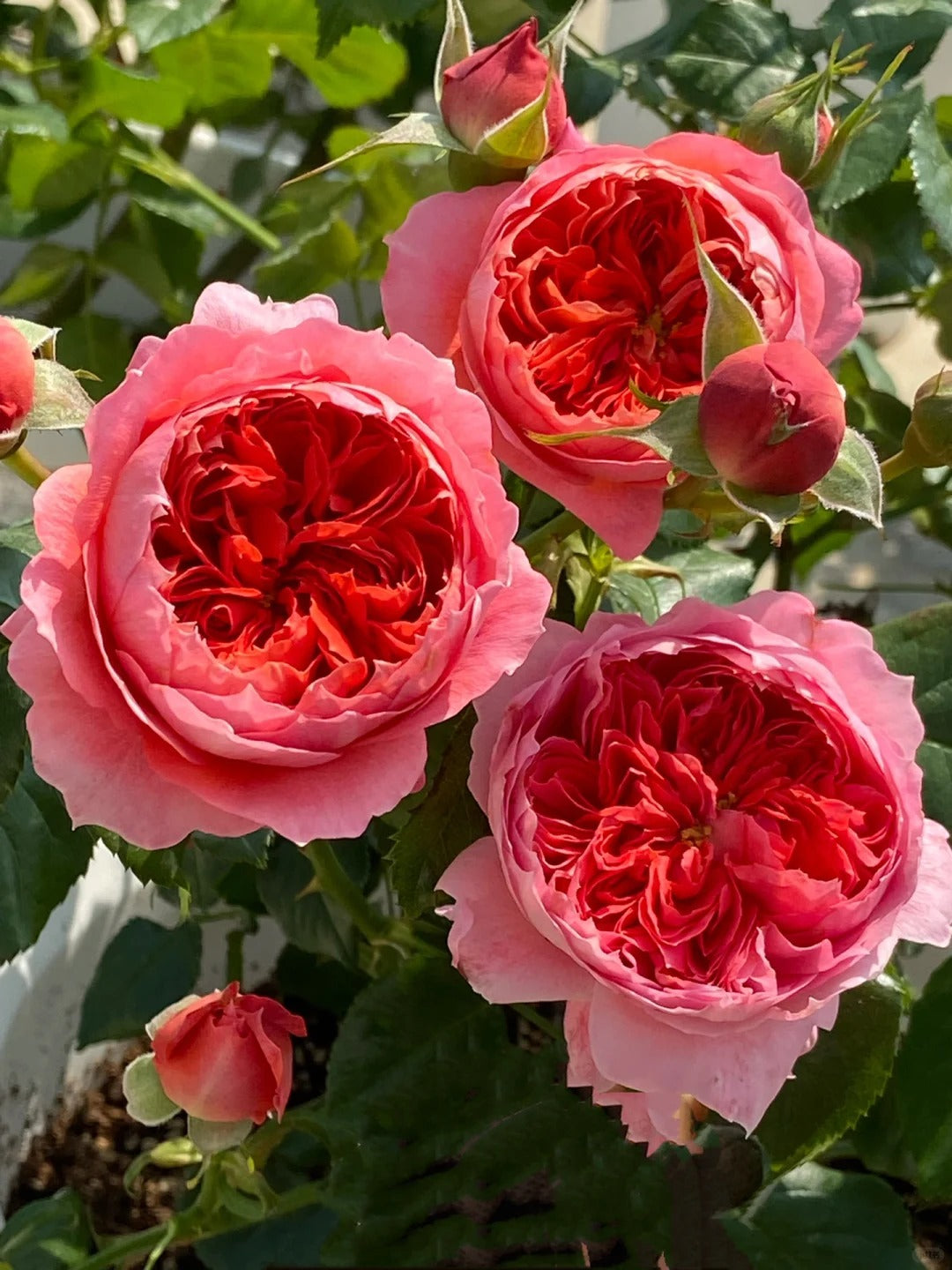 'Zhushawan' Shrub Rose