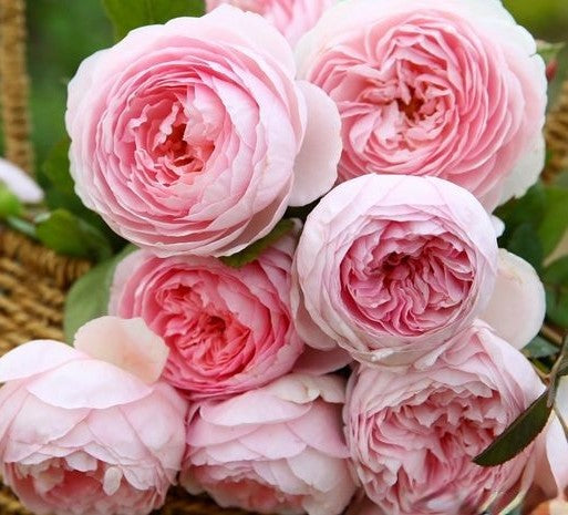 Ausham - English Shrub Rose Brush Live Plant, 3-5 gallon