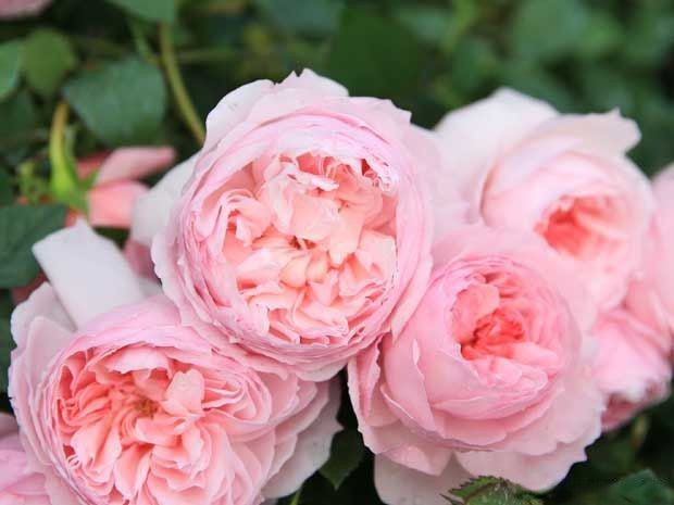 The Wedgwood Rose® (AUSjosiah) David Austin® Climbing Rose Brush Live Plant, 5 gallon