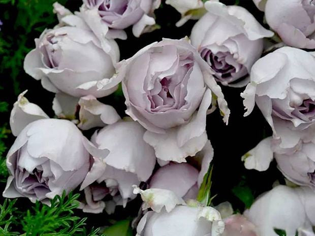 'Lucifer' Shrub Rose