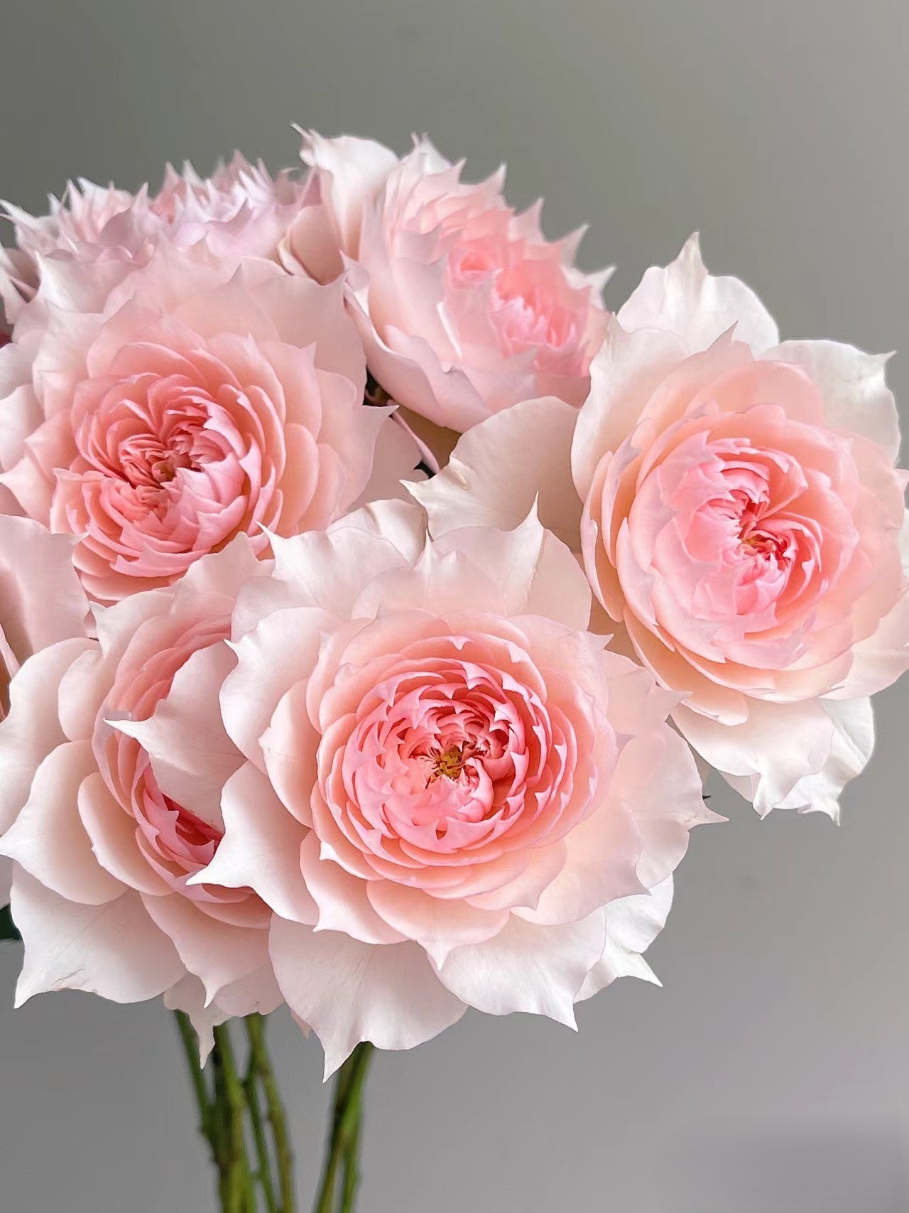 'Monique Darve' Shrub Rose