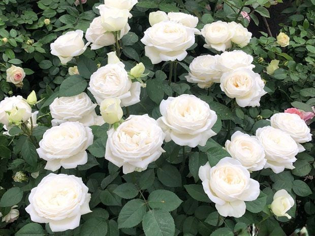 'Yves Wedding Road' Shrub Rose