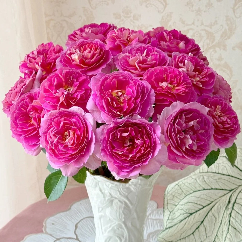 'Esprit de Paris' Shrub Rose