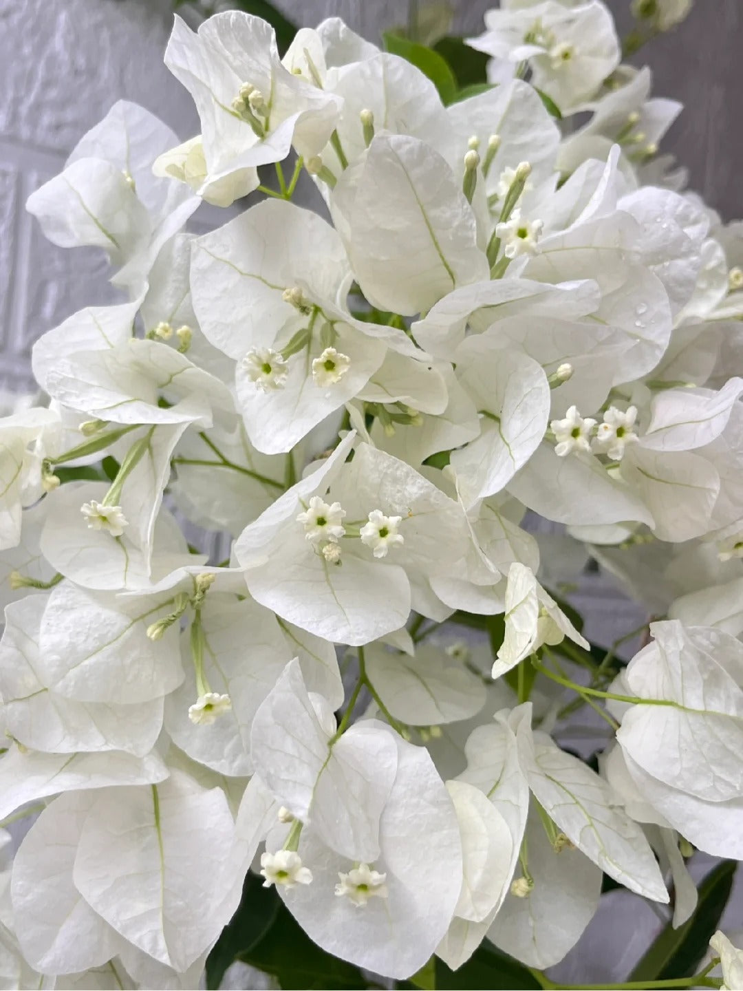 Bougainvillea 'Coconut Ice'