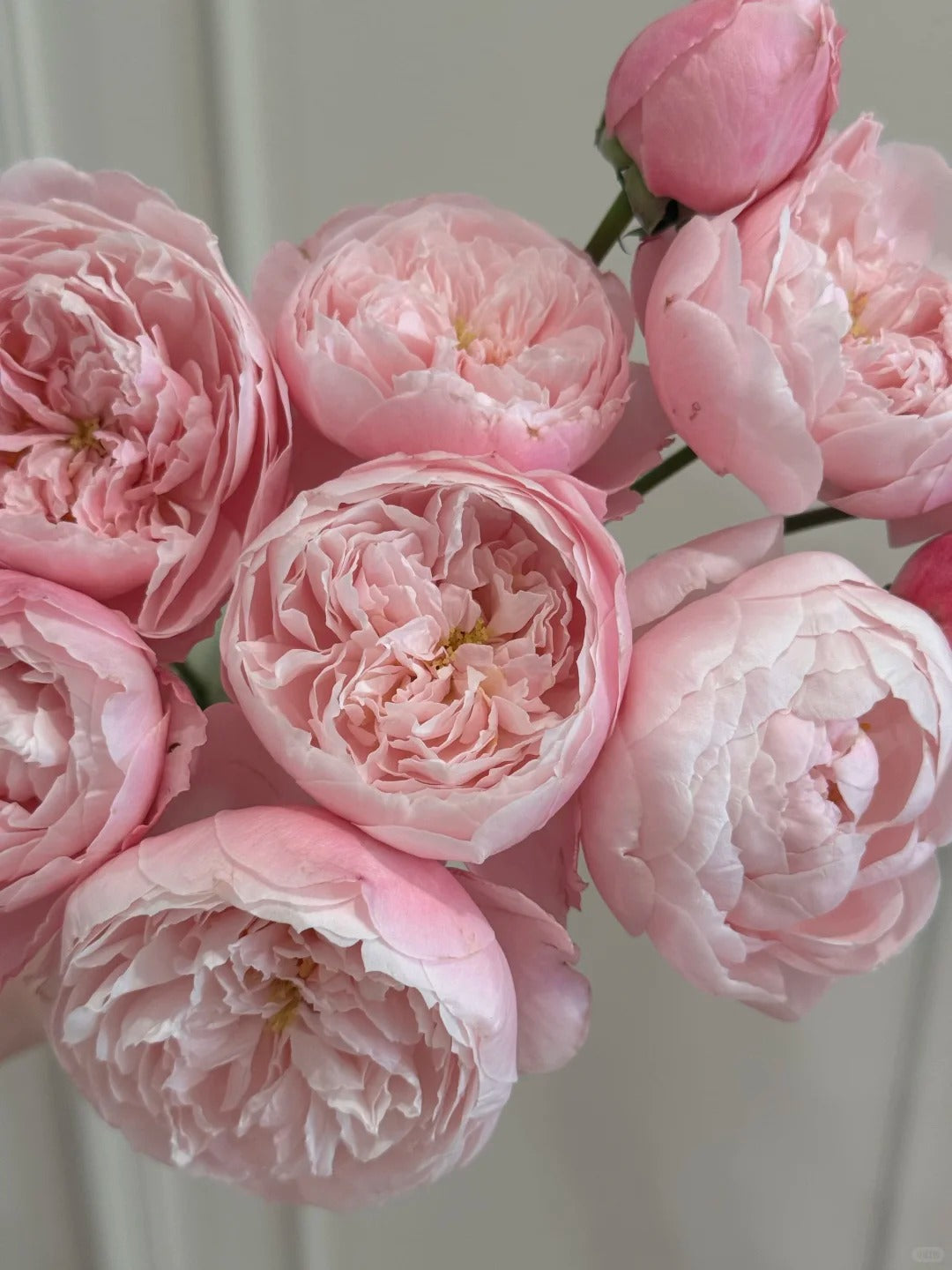 'Plume' Shrub Rose