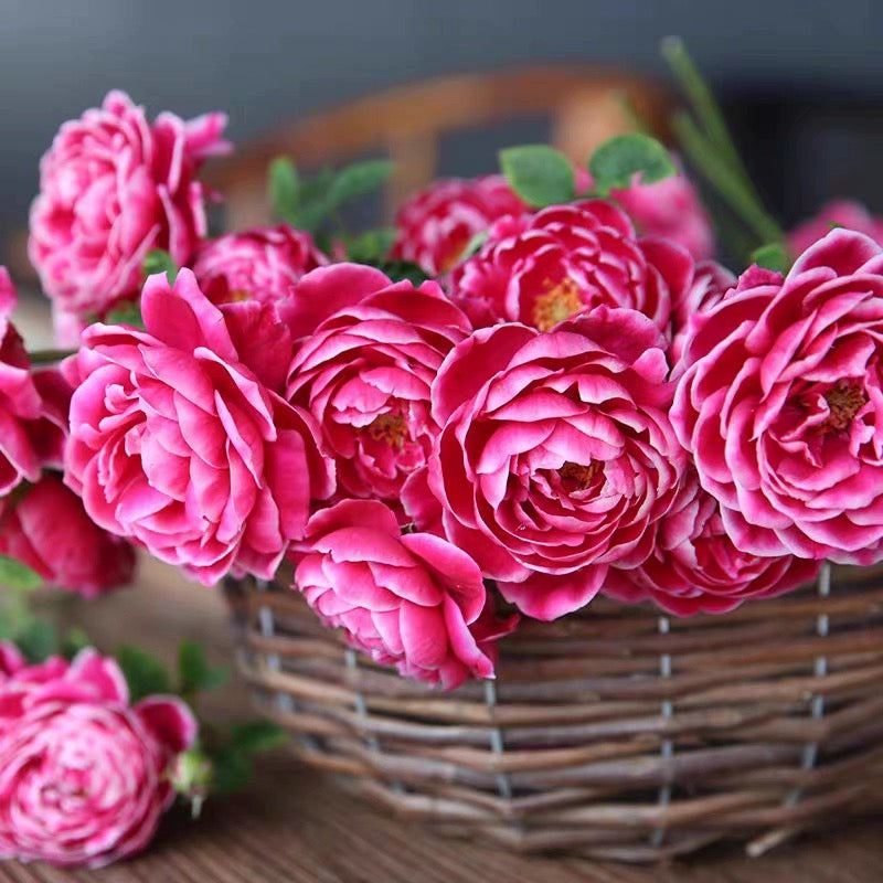 'Marie Rose' Shrub Rose