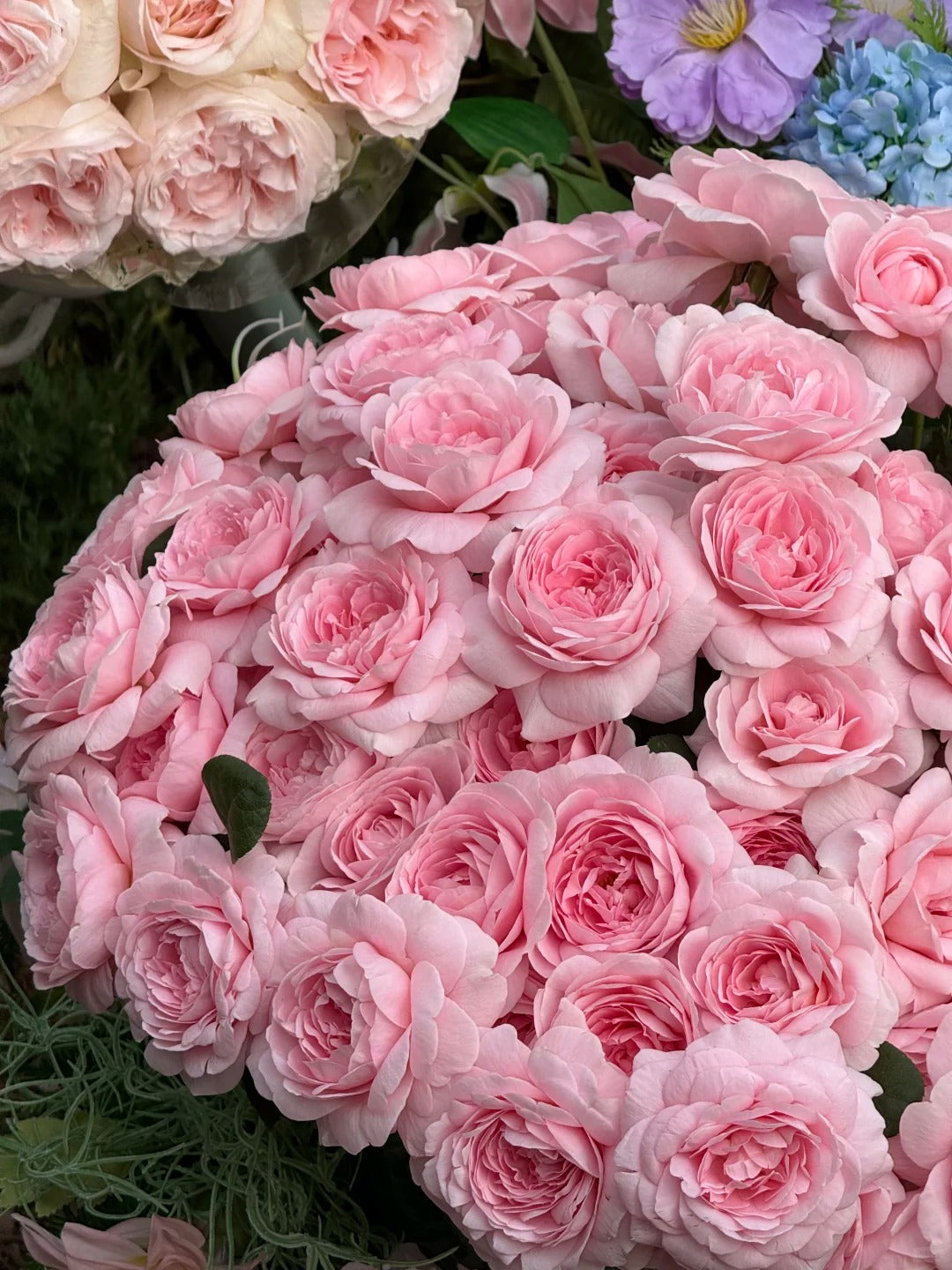 Queen of Sweden® (Austiger) David Austin® Shrub Rose Brush Live Plant, 3-5 gallon