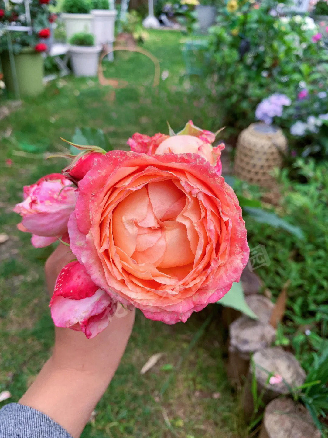 'Fire X-pression' Shrub Rose