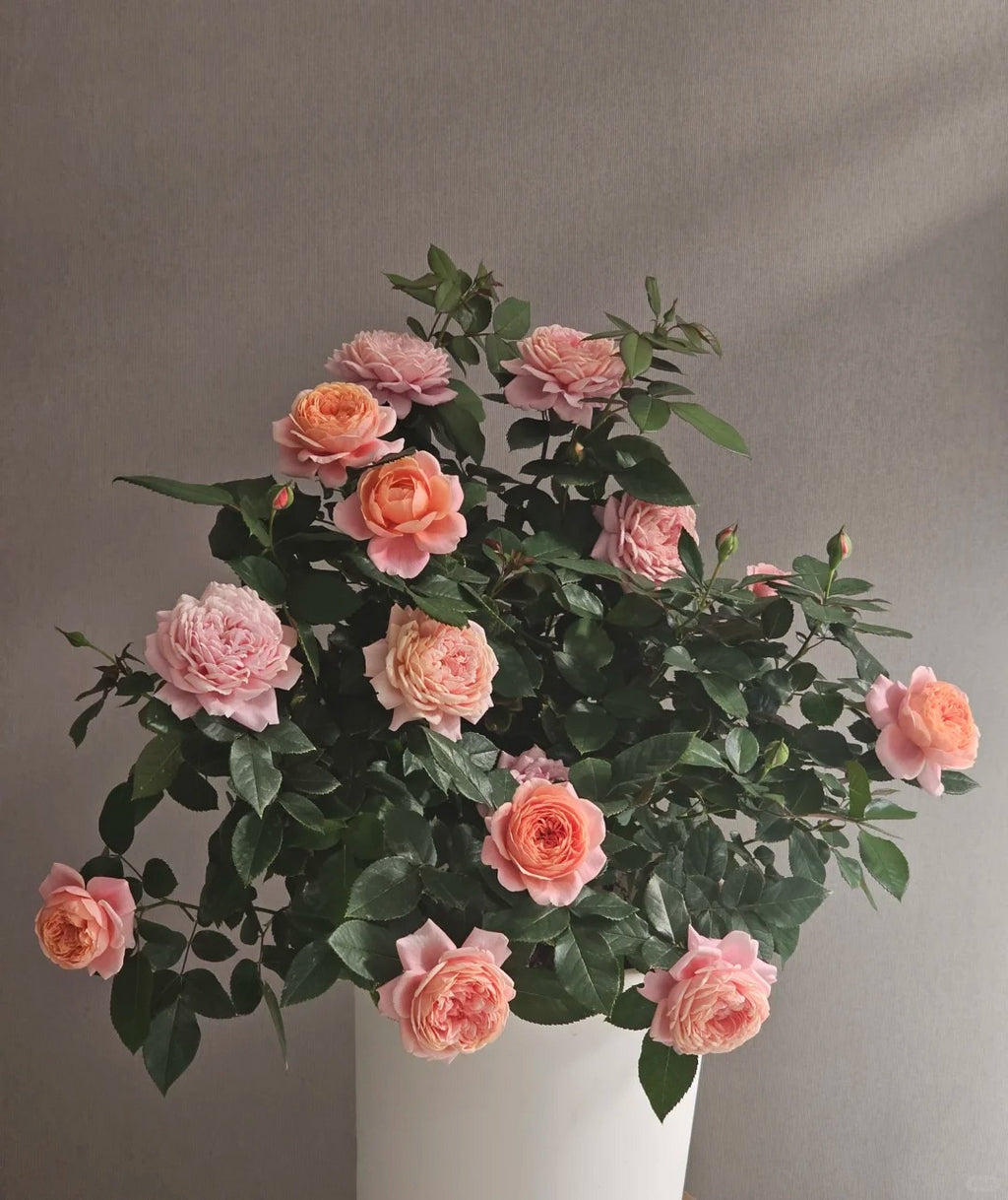 'Xingchen' Shrub Rose