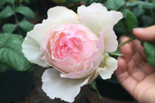 'M-Perzik' Shrub Rose