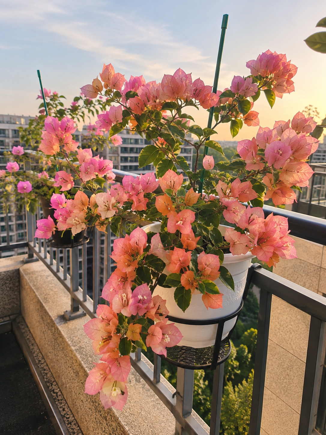 Bougainvillea 'Orange September'