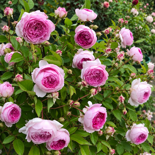 'Aunt Margy's' Shrub Rose