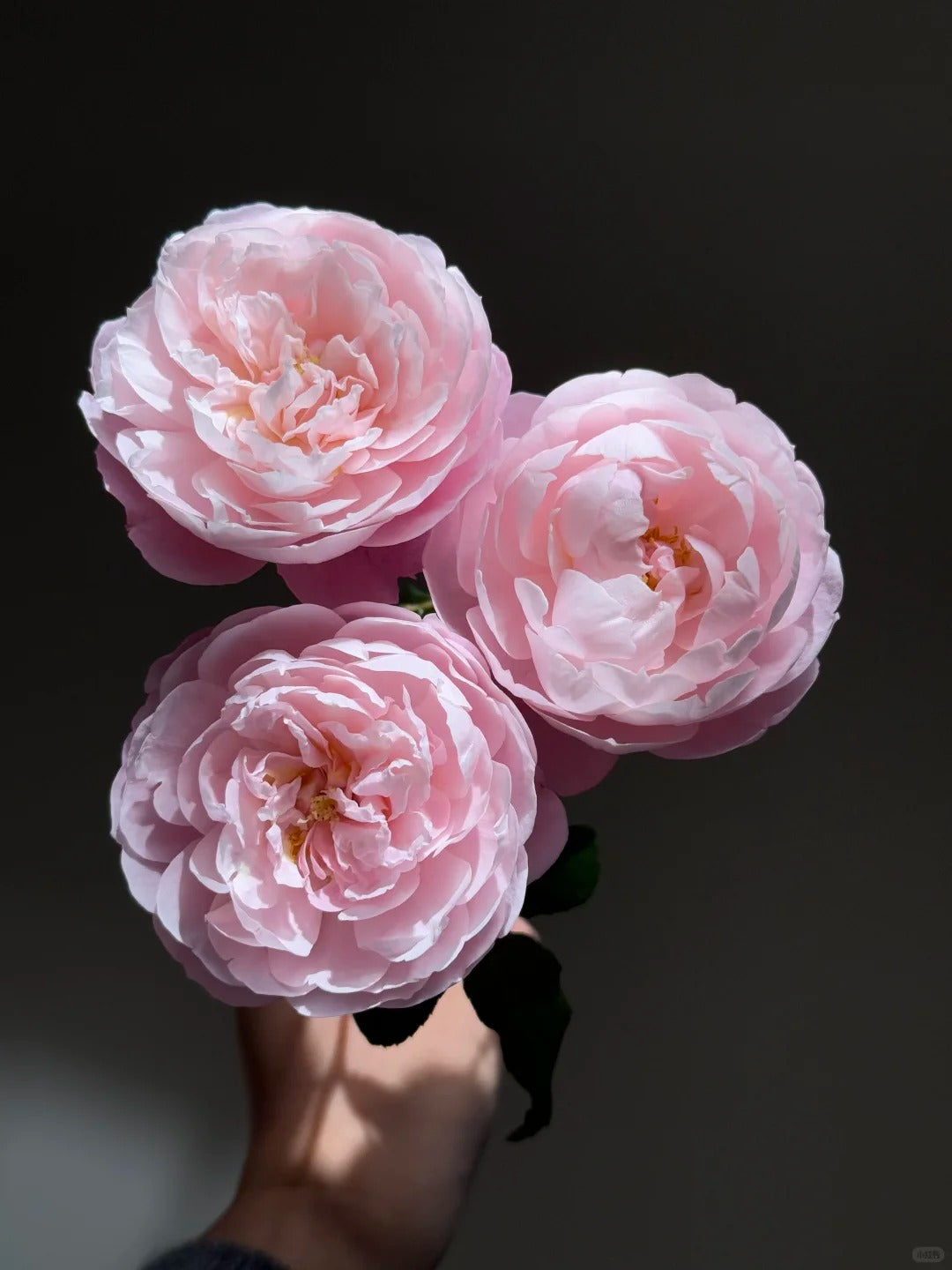 'Plume' Shrub Rose