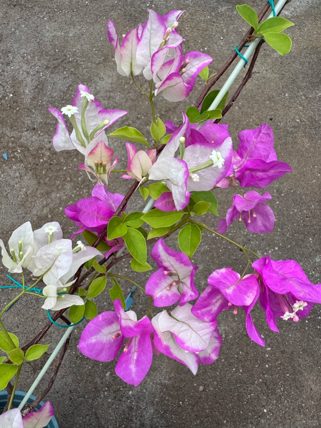Bougainvillea 'Coconut Ice'
