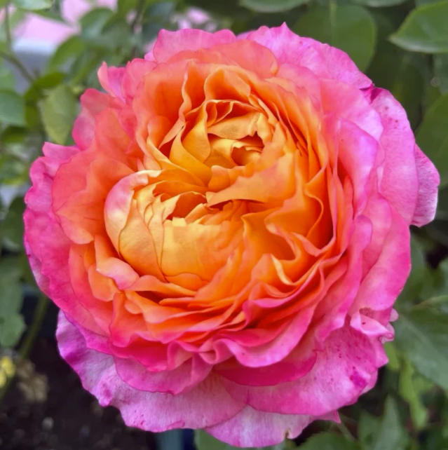 'Fire X-pression' Tree Rose 22 in