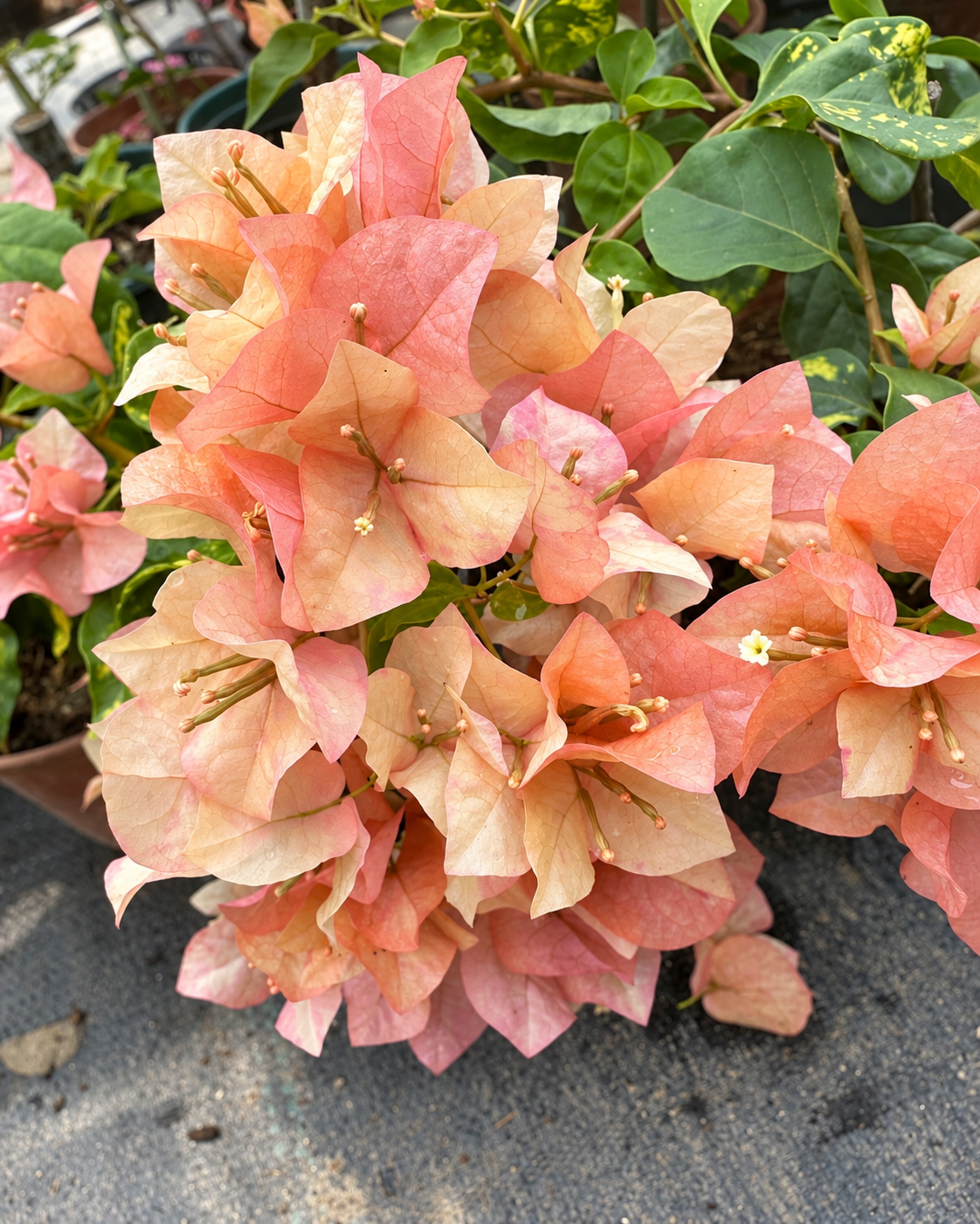 Bougainvillea 'Orange September'