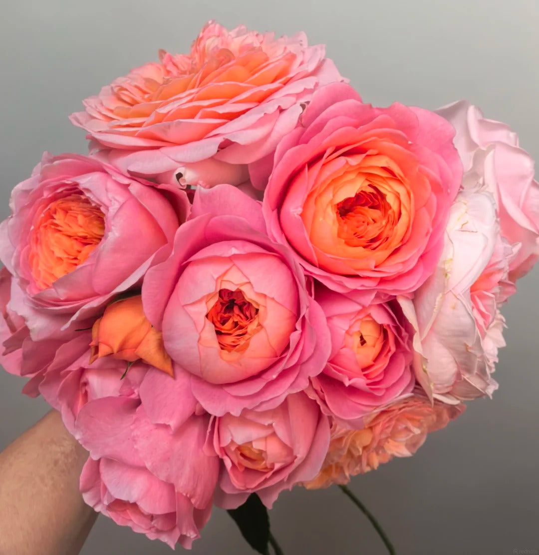 'Juzi' Shrub Rose