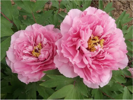 Yin Hong Qiao Dui 银红巧对 Tree Peony