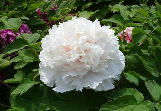 Fragrant Jade 香玉 Tree Peony