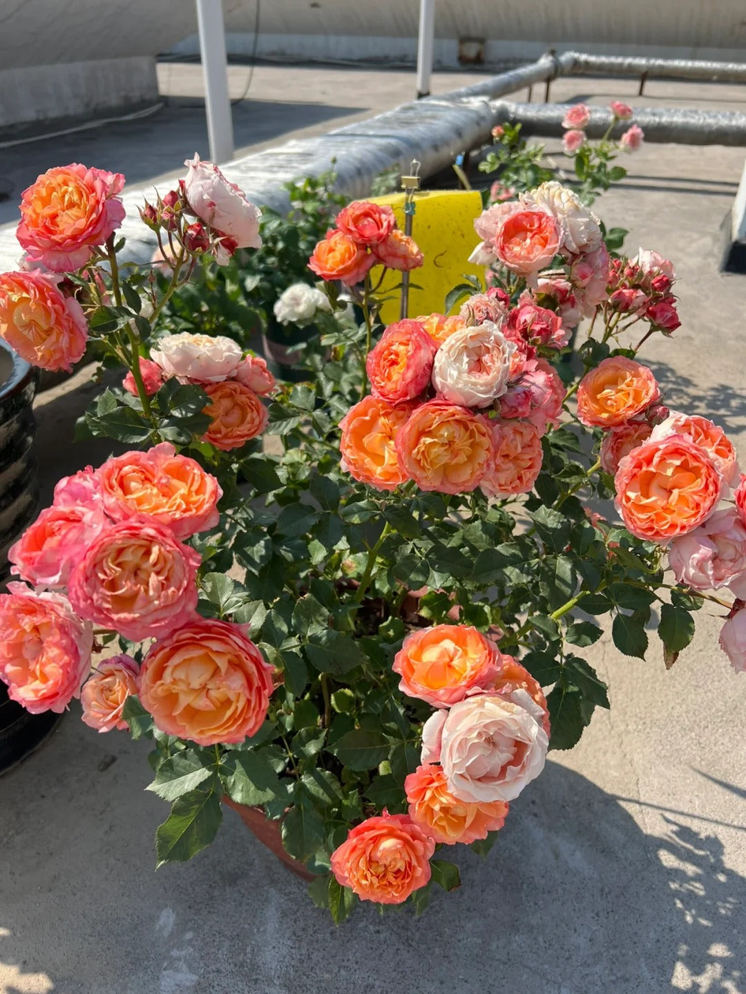 'Fire X-pression' Tree Rose 22 in