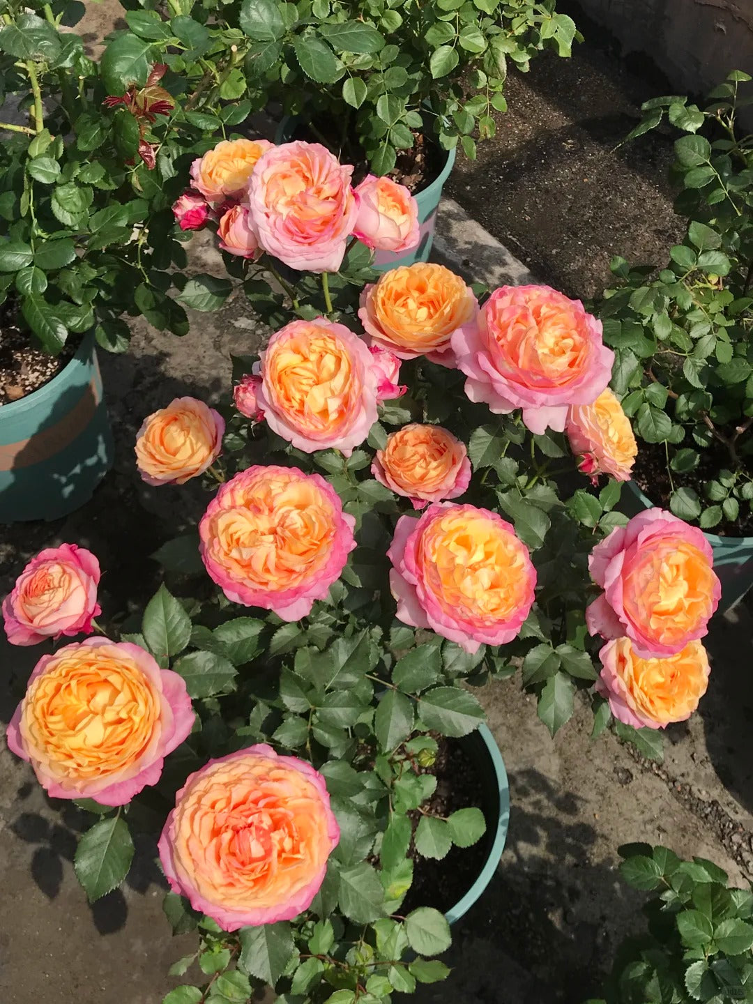 'Fire X-pression' Shrub Rose