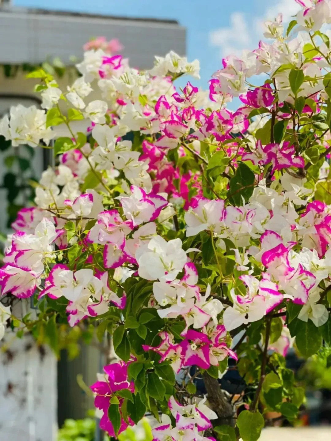 Bougainvillea 'Coconut Ice'