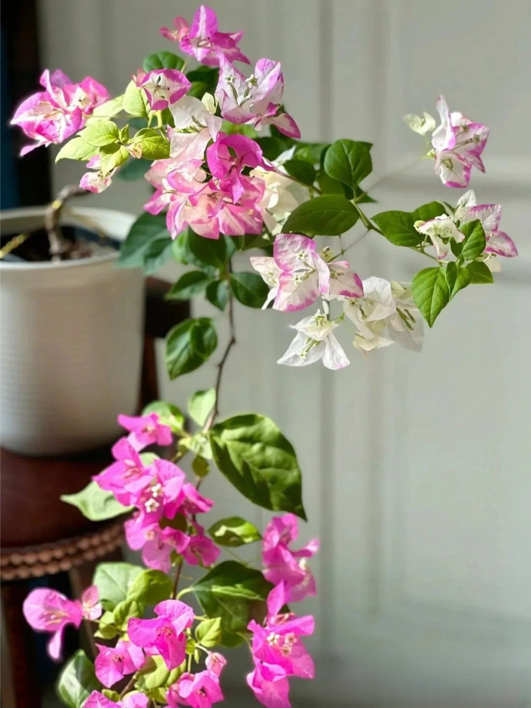 Bougainvillea 'Coconut Ice'