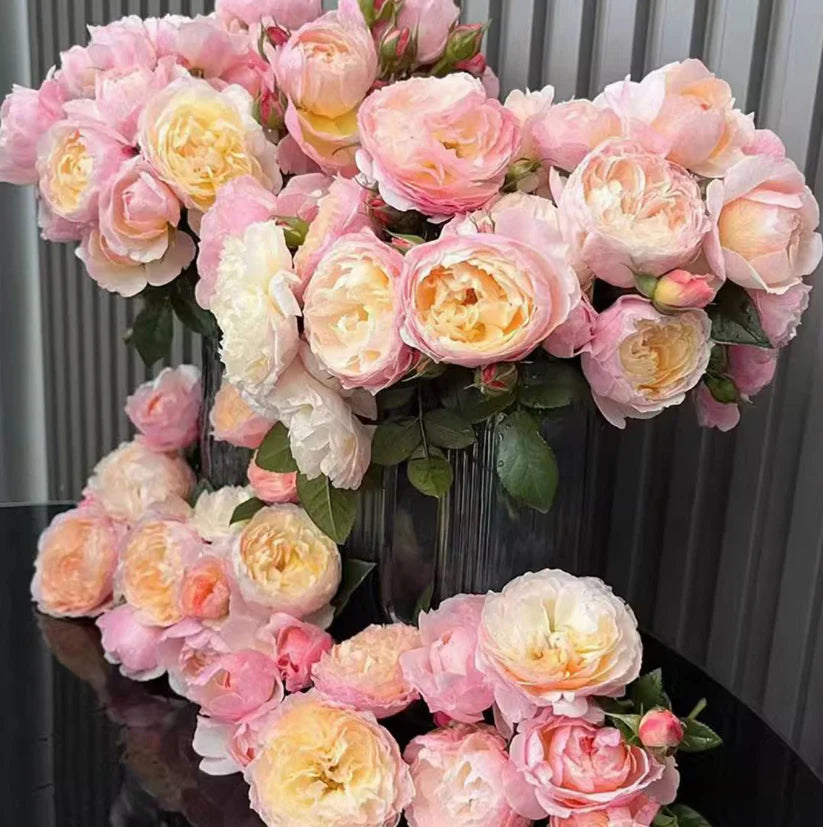 'Yingyingfen' Shrub Rose