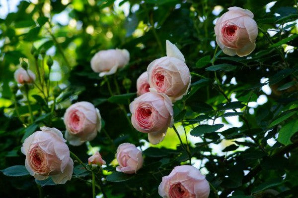 Ausham - English Shrub Rose Brush Live Plant, 3-5 gallon