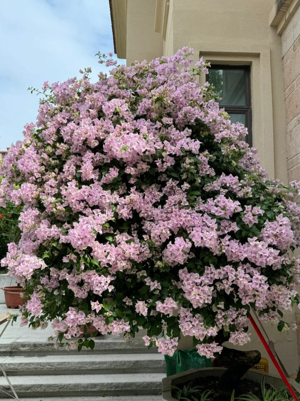 Bougainvillea 'Apple Blossom'
