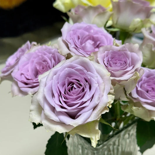 'Fifth Avenue' Shrub Rose