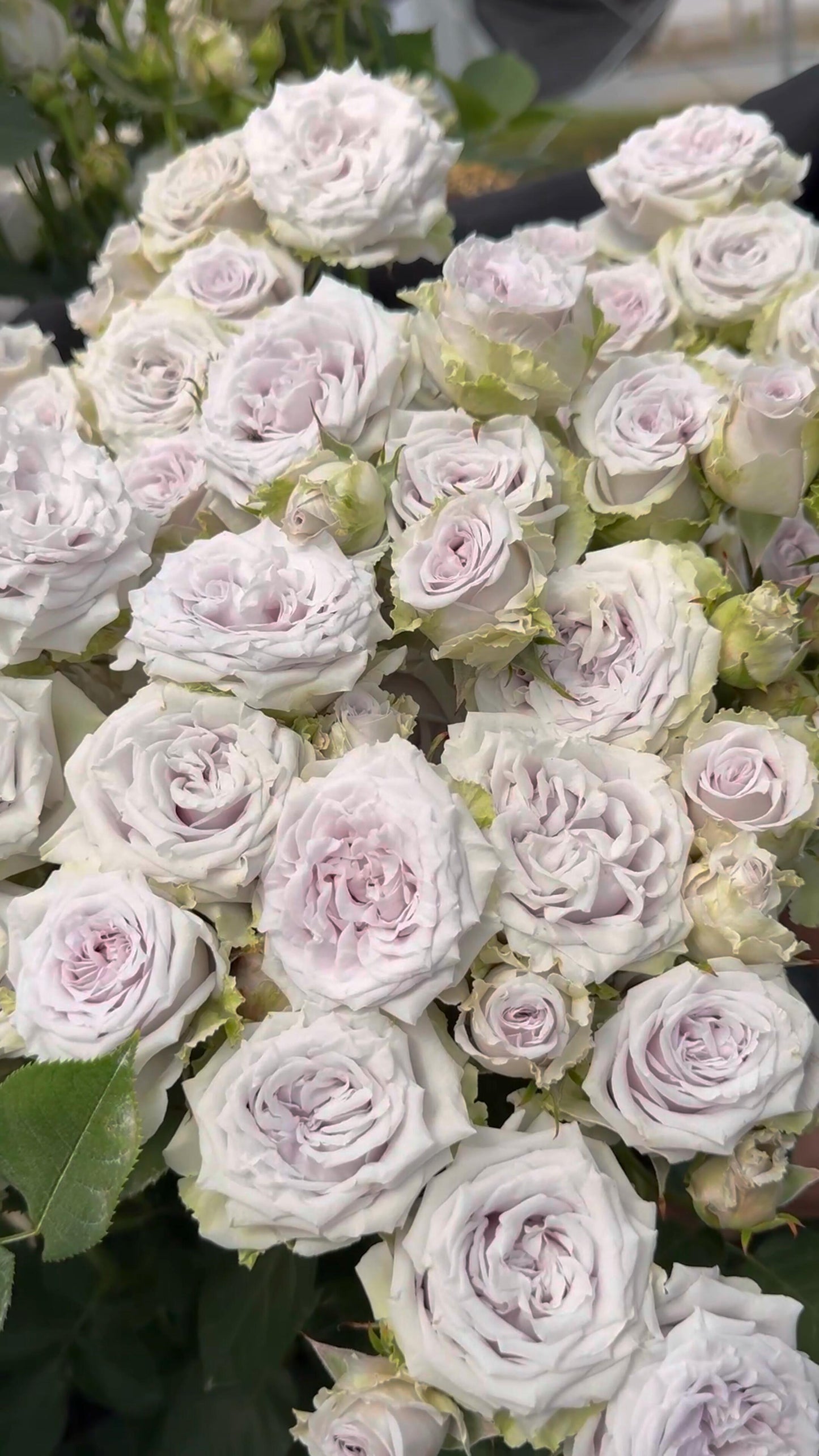 'Daizi' Shrub Rose