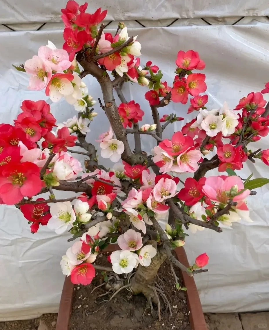 'Toyo Nishiki' Japanese Flowering Quince