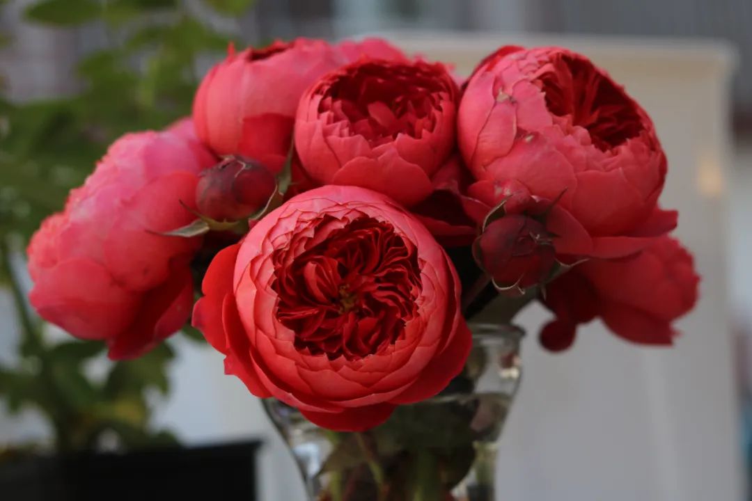 'Zhushawan' Shrub Rose
