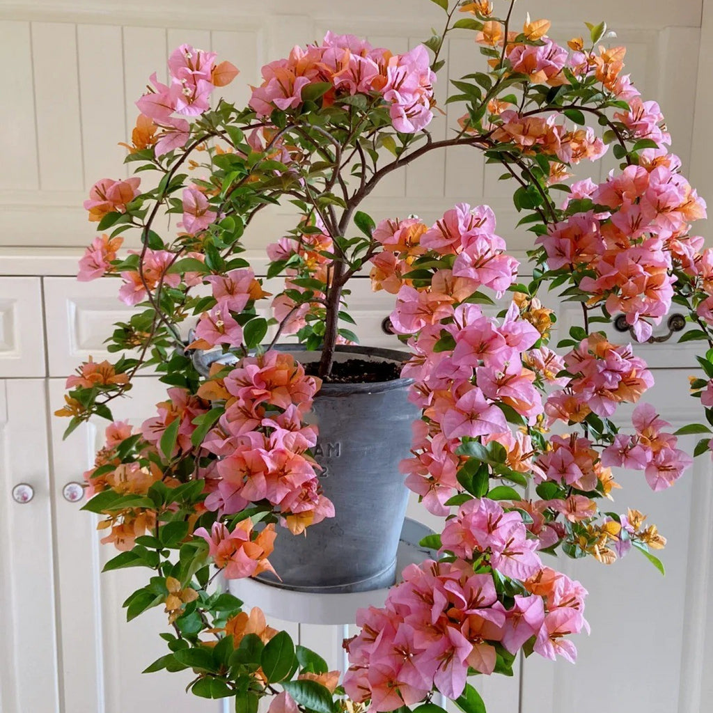 Bougainvillea 'Blondie'
