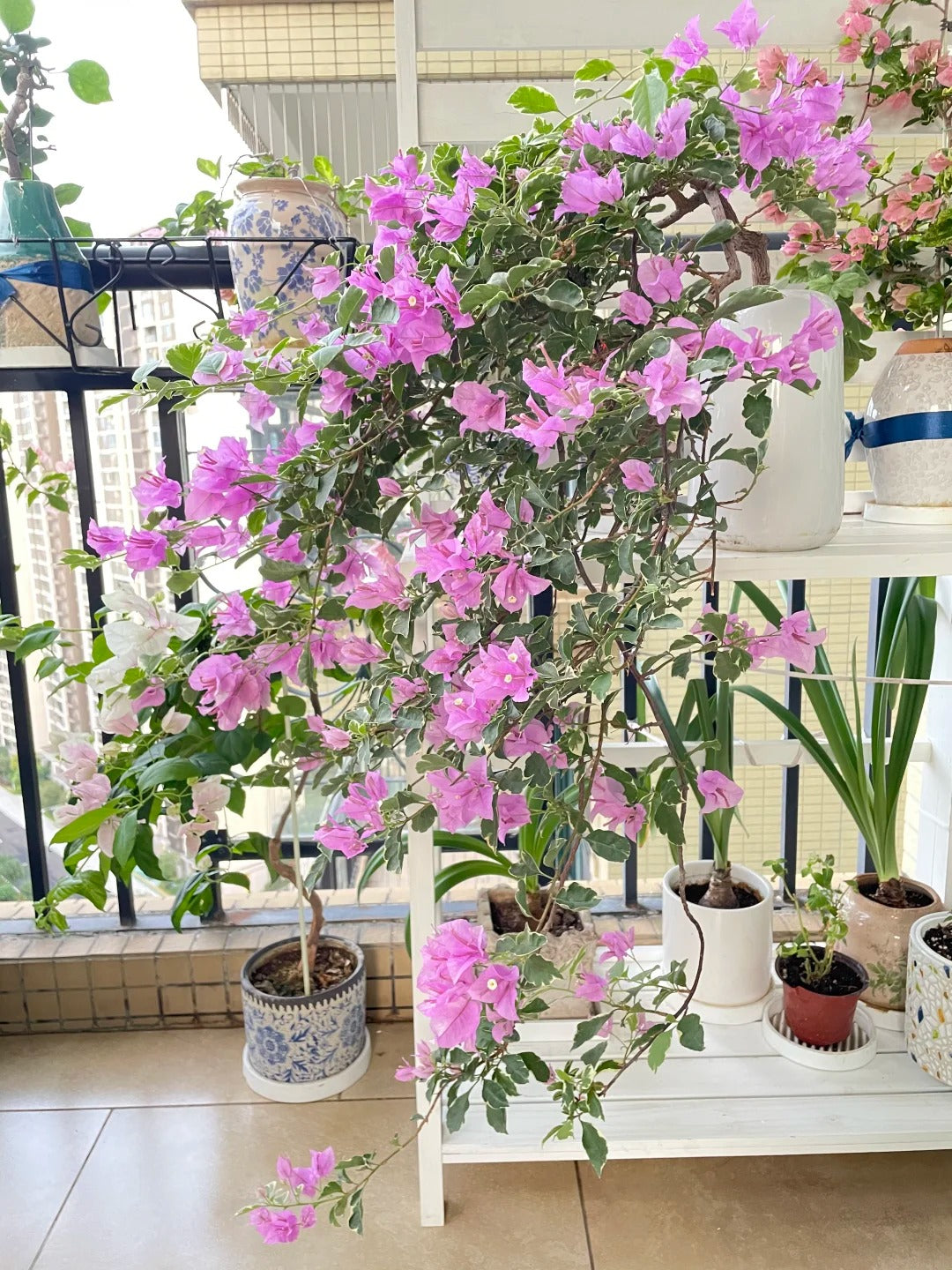 Bougainvillea 'Marlu Variegated'