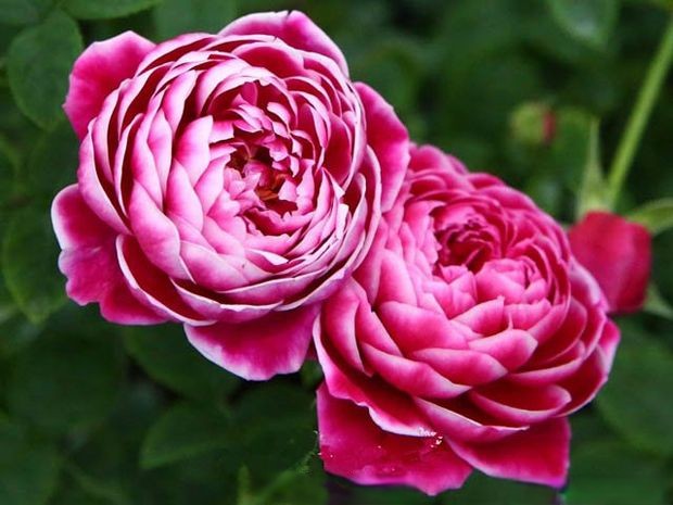 'Marie Rose' Shrub Rose