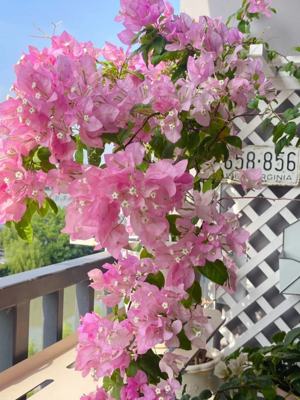 Bougainvillea 'Splash'