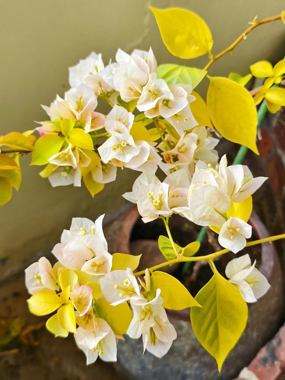 Bougainvillea 'Kelisa'