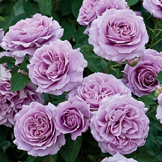 Love Song™ Shrub Rose Brush Live Plant, 5 gallon