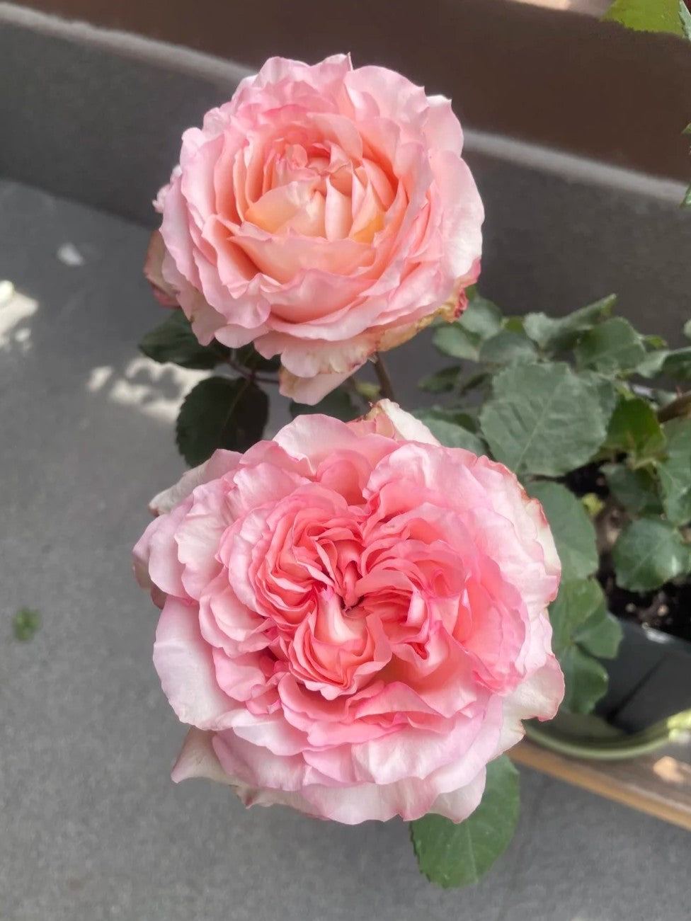 'Butterfly Valley' Shrub Rose