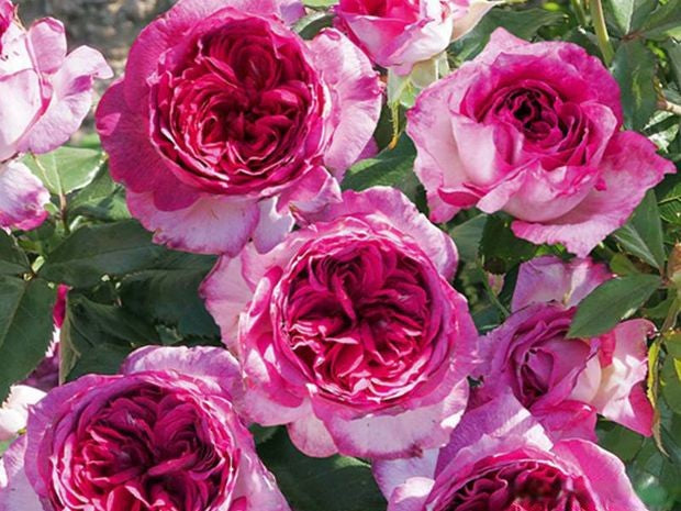 'Thierry Marx' Shrub Rose