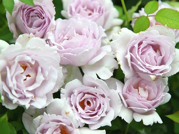 'Lucifer' Shrub Rose