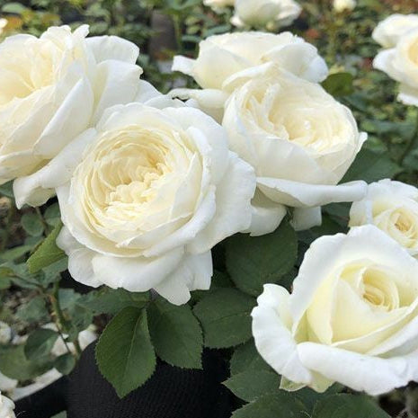 'Yves Wedding Road' Shrub Rose