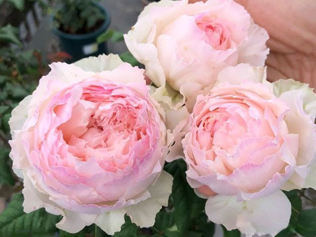 'M-Perzik' Shrub Rose