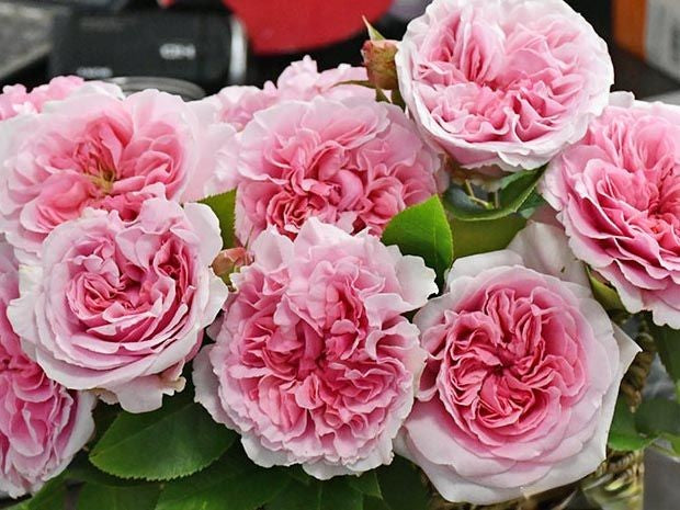 AUSimmon - English Shrub Rose Brush Live Plant, 2-3 gallon