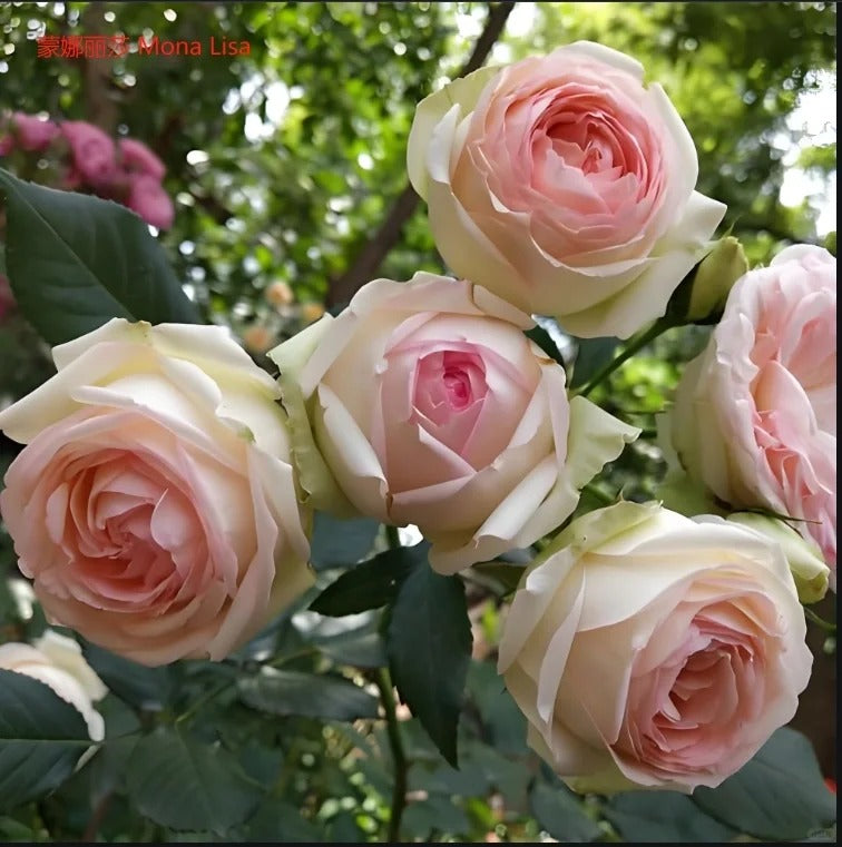 Eden Climber® Climbing Rose Brush Live Plant, 5 gallon
