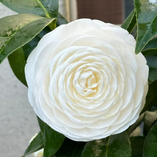 'Dongfangliang' Camellia