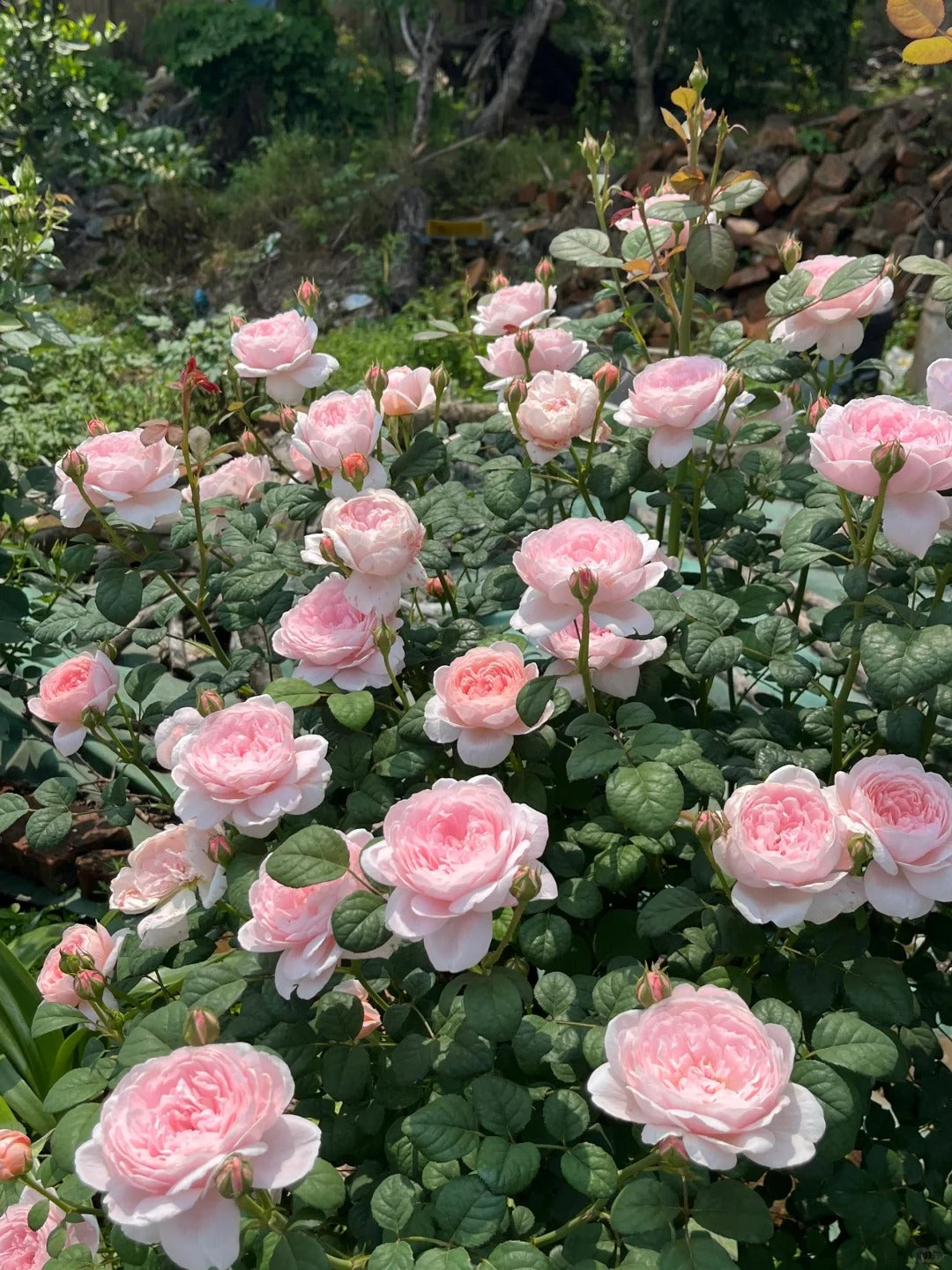 Queen of Sweden® (Austiger) David Austin® Shrub Rose Brush Live Plant, 3-5 gallon